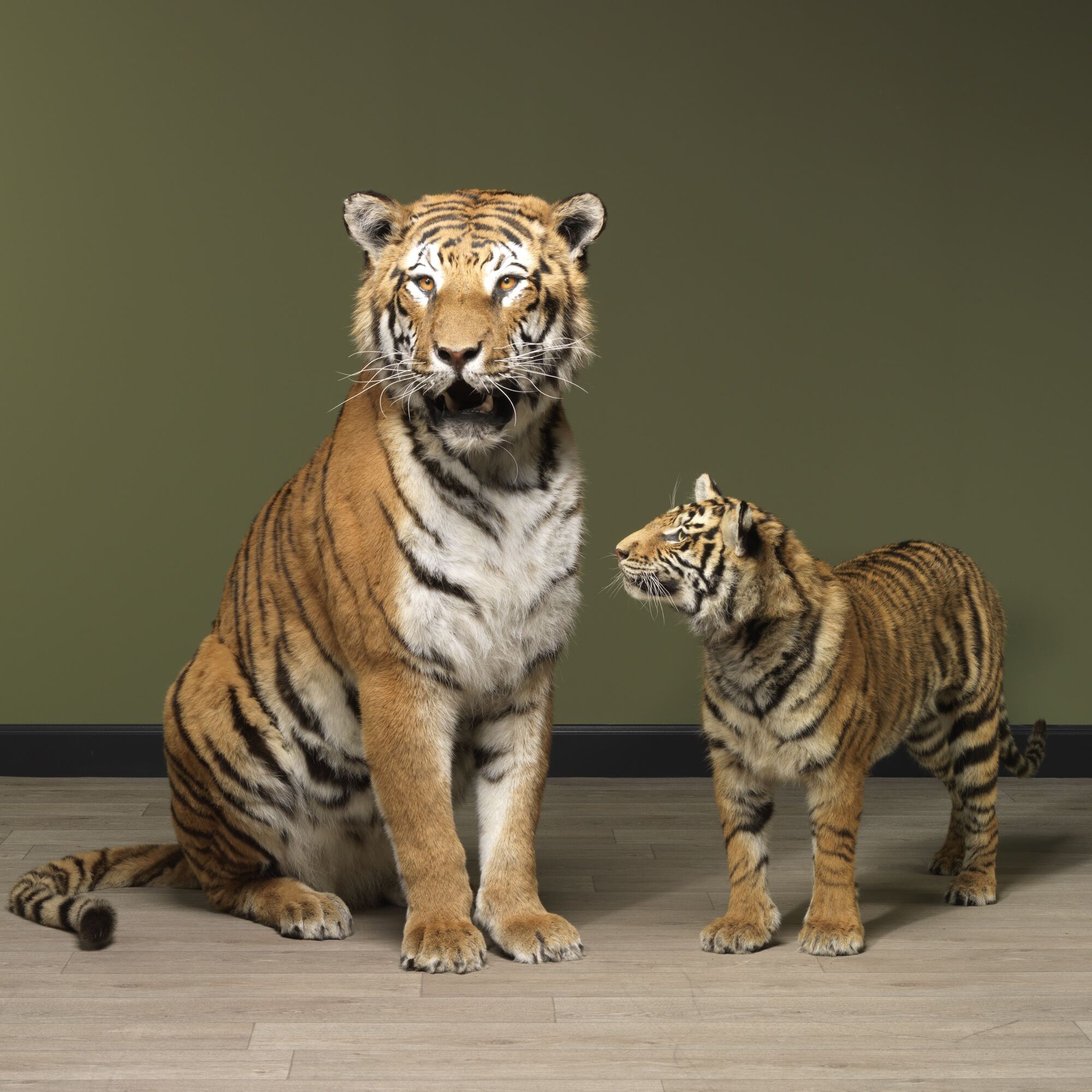 Louer des animaux naturalisés