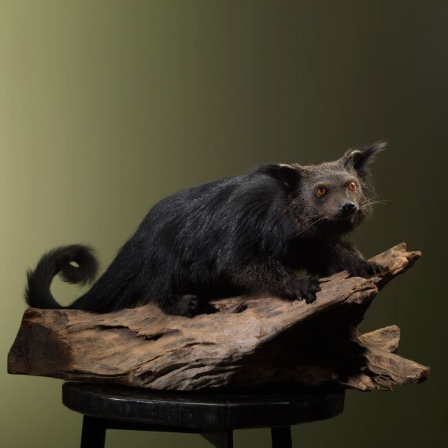 2640 Binturong Chat-ours
