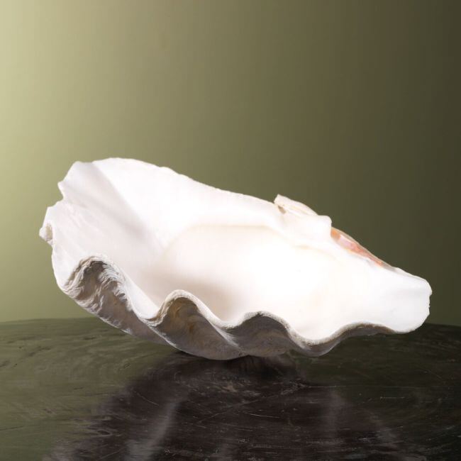 3883 Coquille de bénitier