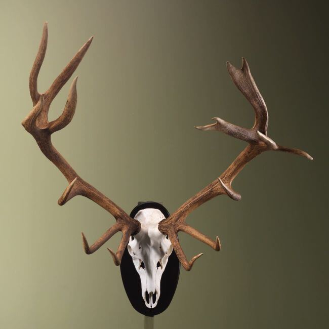 3970 Bois de cerf élaphe