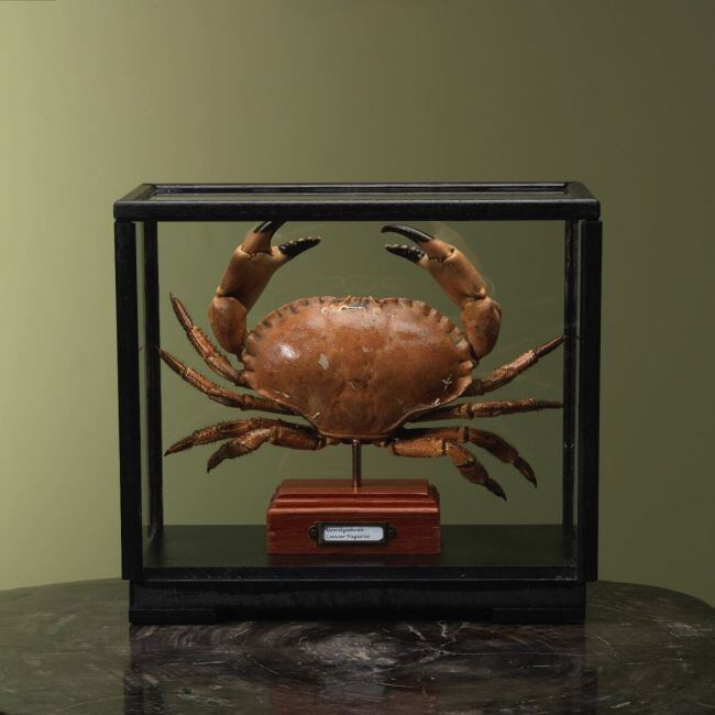 4110 Crabe de la mer du Nord dans une vitrine