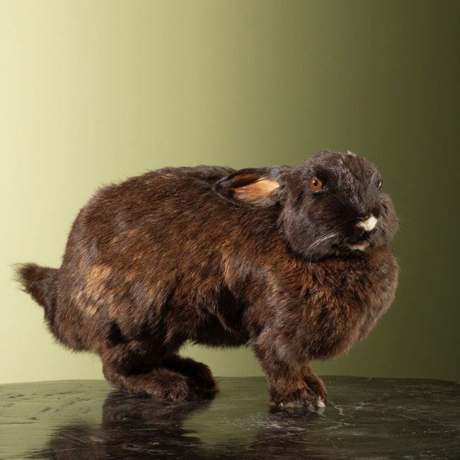 4297 Lapin