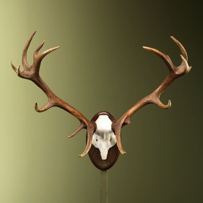 4655 Bois de cerf élaphe