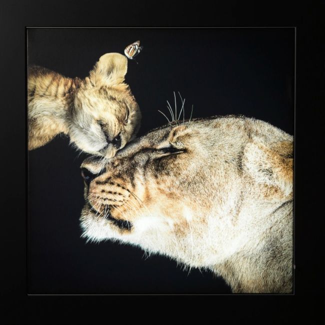 Tableau lumineux Lionne
