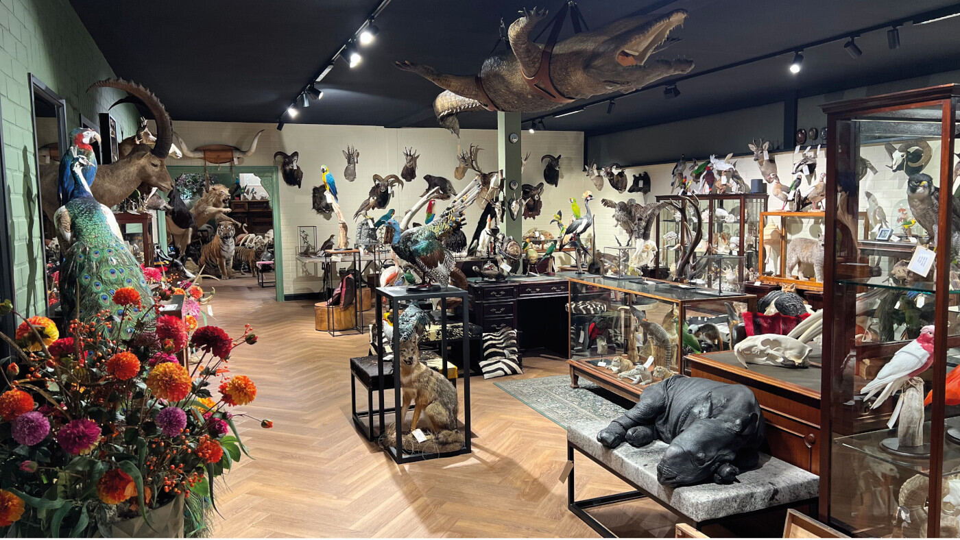 Boutique d'animaux naturalisés By Max