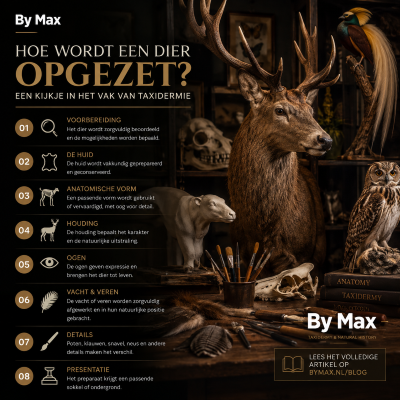 Comment naturalise-t-on un animal ? Un aperçu du métier de taxidermiste Atelier de taxidermie avec une tête de cerf naturalisée, un oiseau, un hibou et du matériel pour naturaliser des animaux