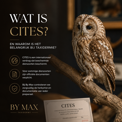 Qu’est-ce que la CITES ? Explication sur la CITES et la taxidermie Explications sur la CITES et la législation relative à la taxidermie par By Max