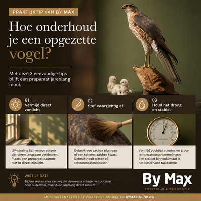 Épervier naturalisé - entretien de la taxidermie Épervier naturalisé comme exemple de taxidermie bien entretenue