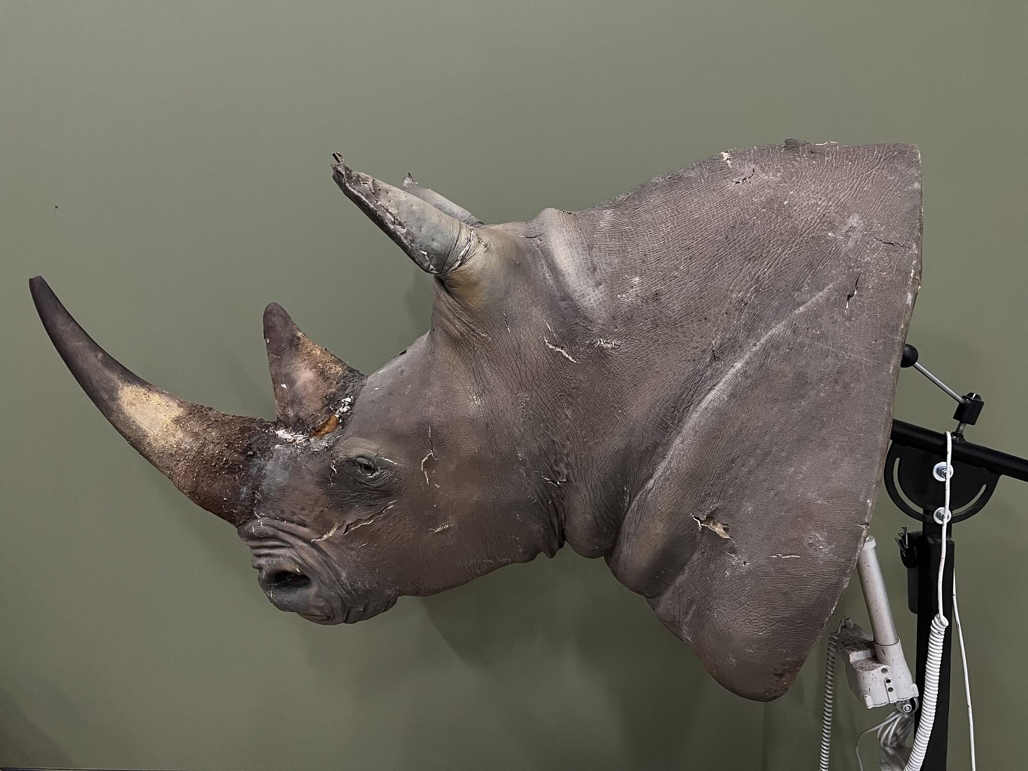 Exemple de restauration d’un rhinocéros naturalisé