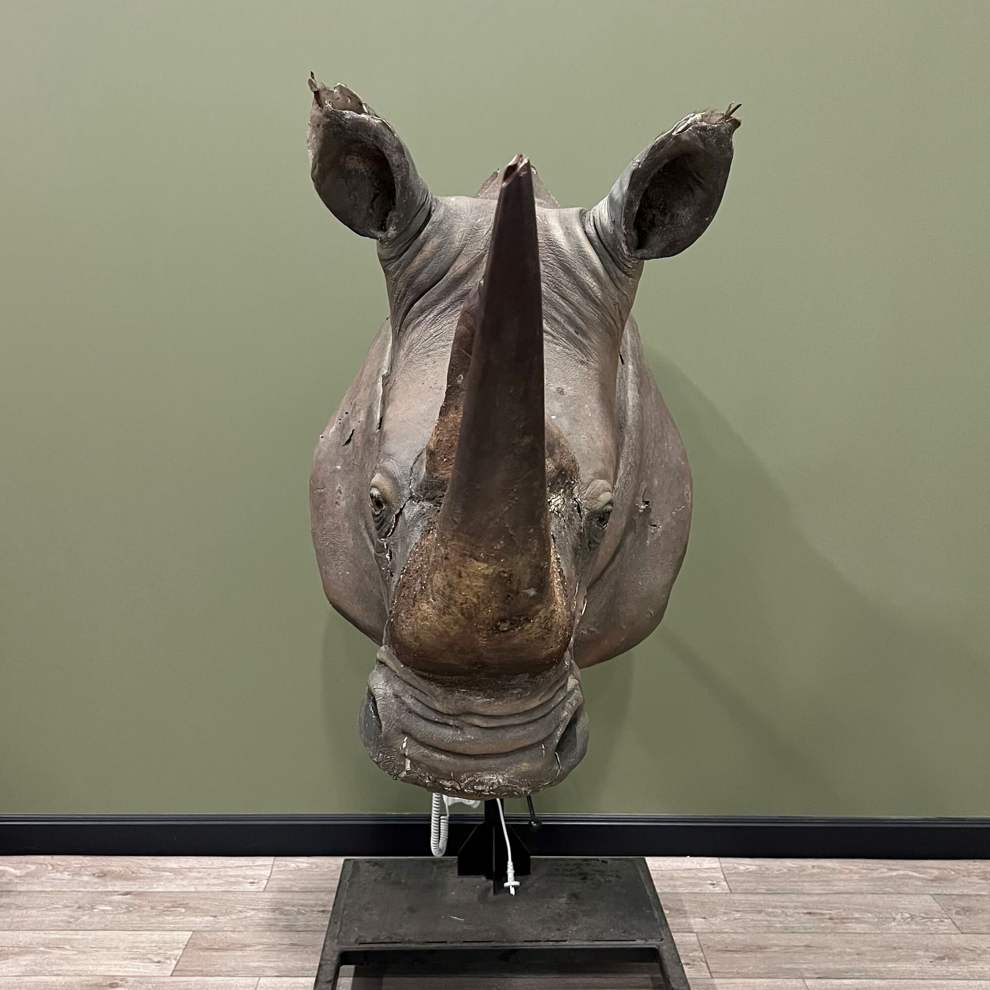 Restauration d’un rhinocéros naturalisé