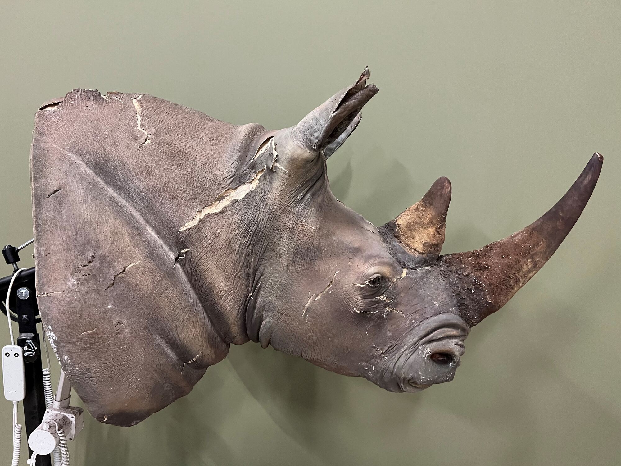 Détail d’un rhinocéros restauré