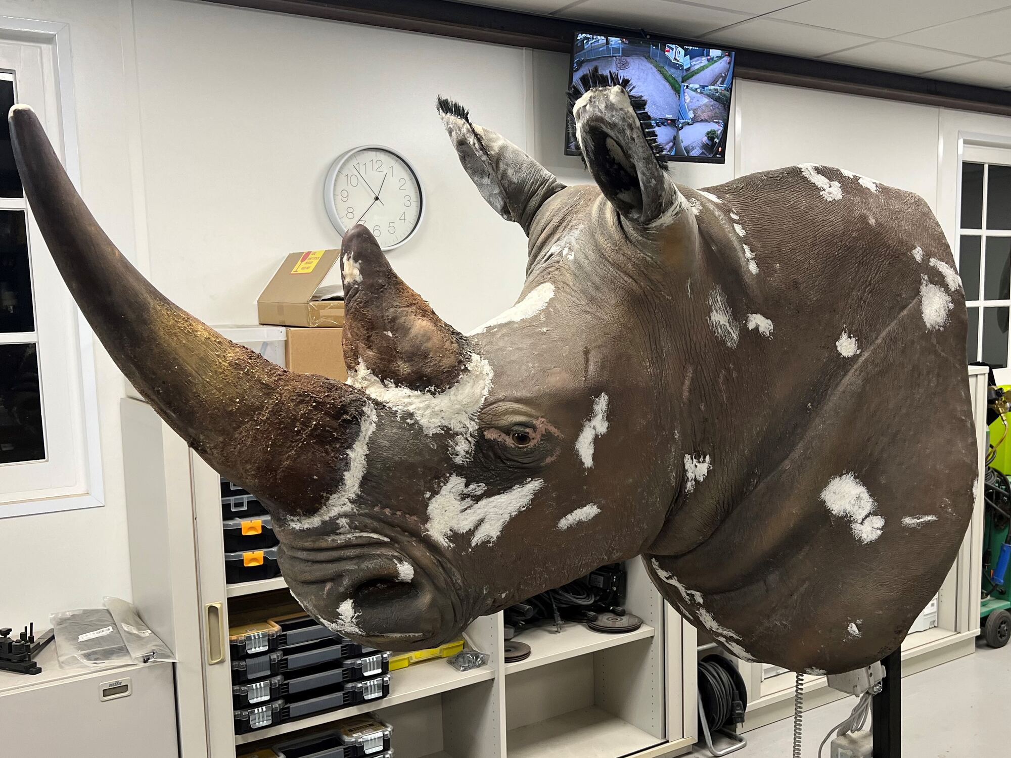 Exemple de restauration d’un rhinocéros