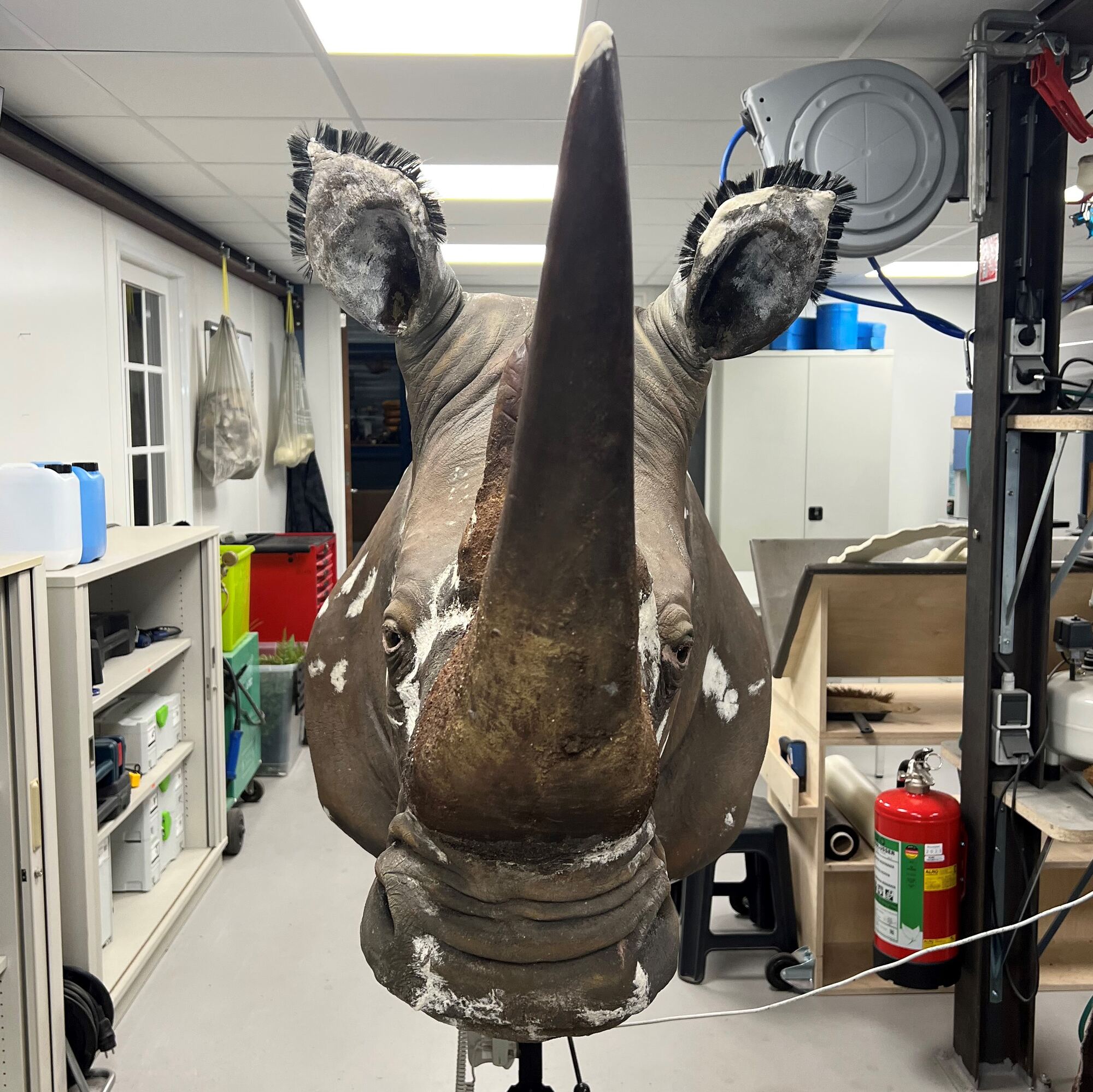 Rhinocéros naturalisé pendant la restauration