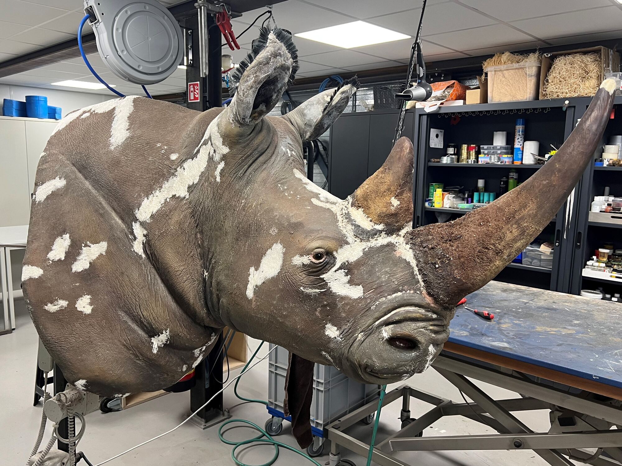 Rhinocéros naturalisé restauré