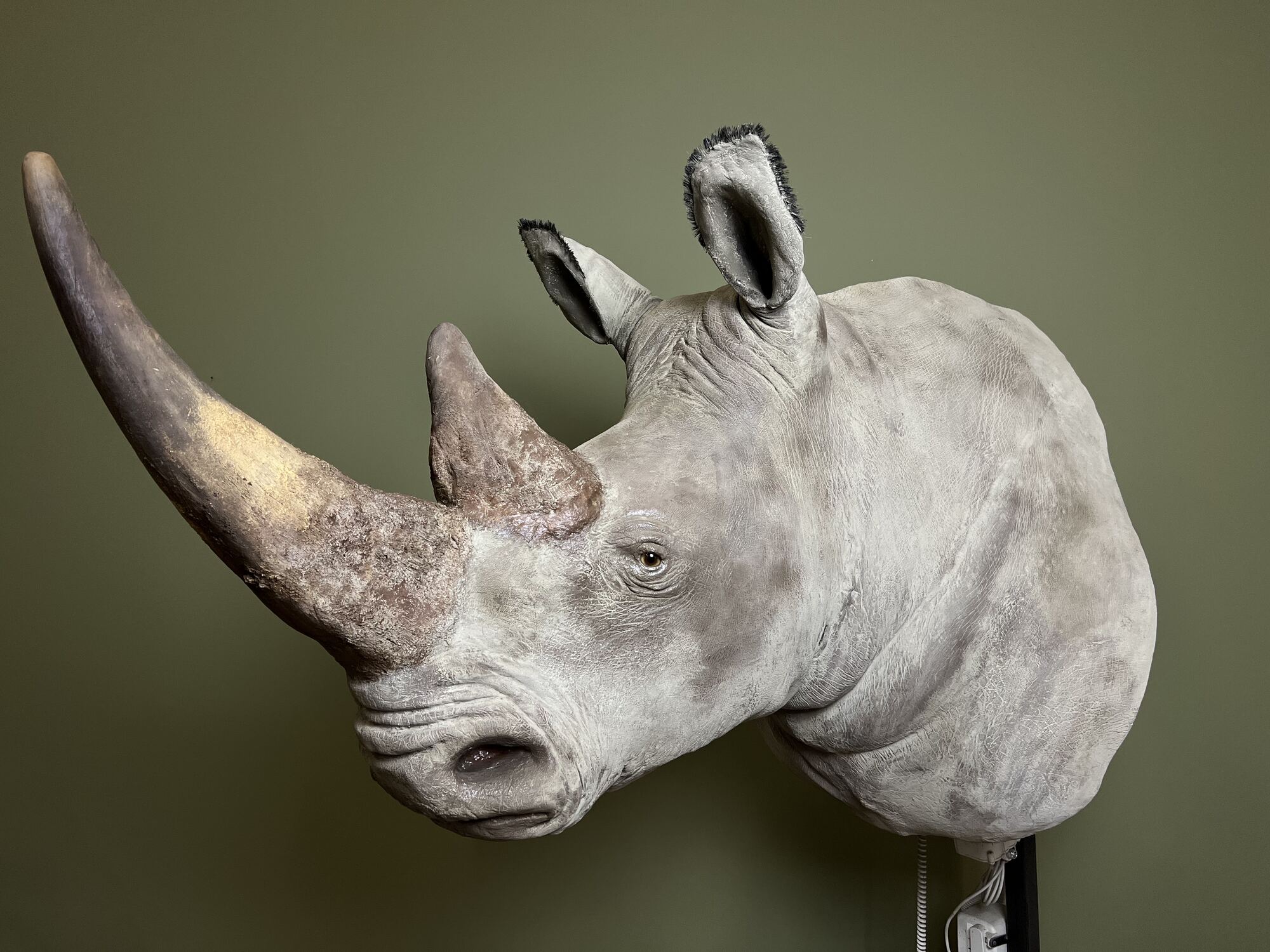 Exemple de travail de restauration sur un rhinocéros