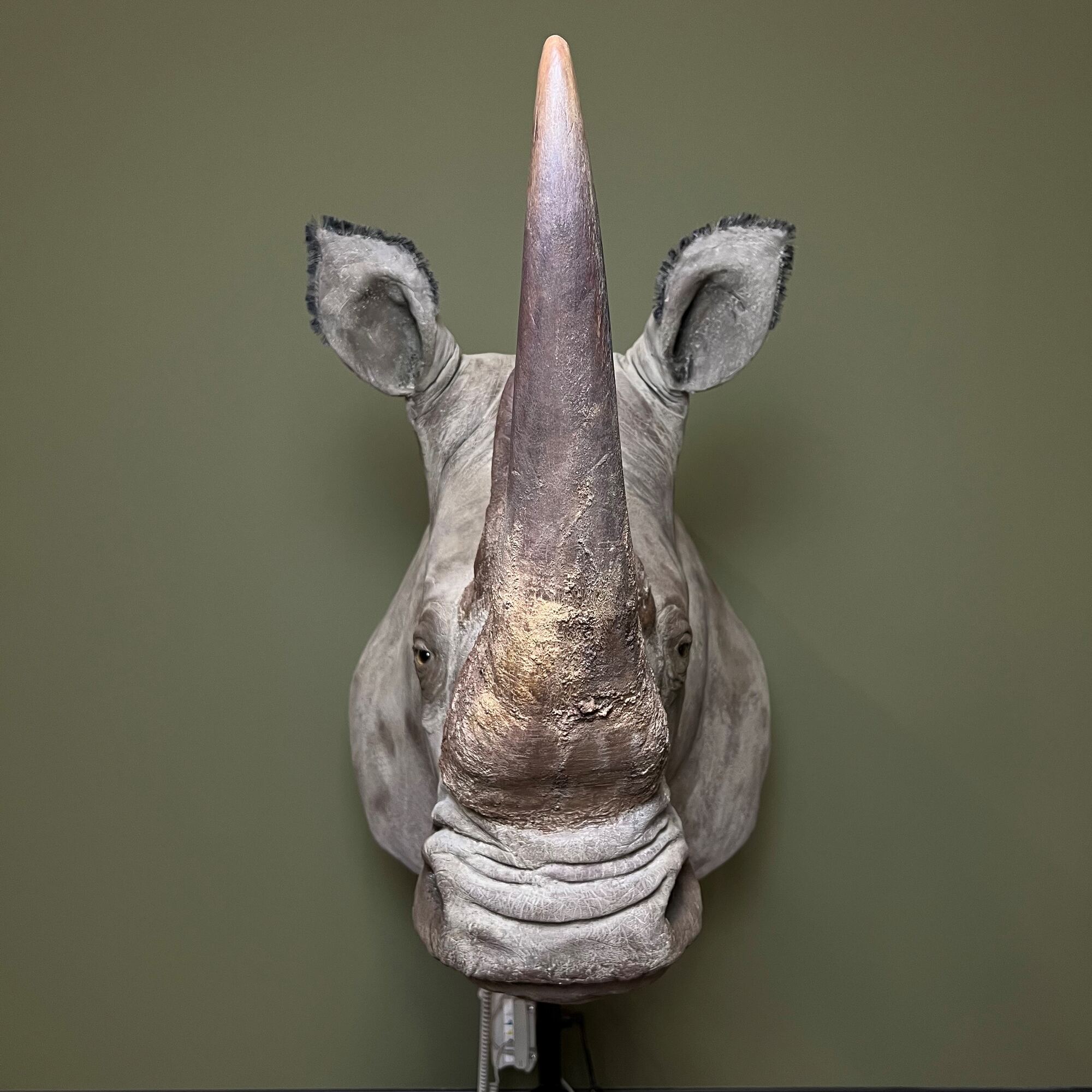 Détail de la restauration d’un rhinocéros naturalisé