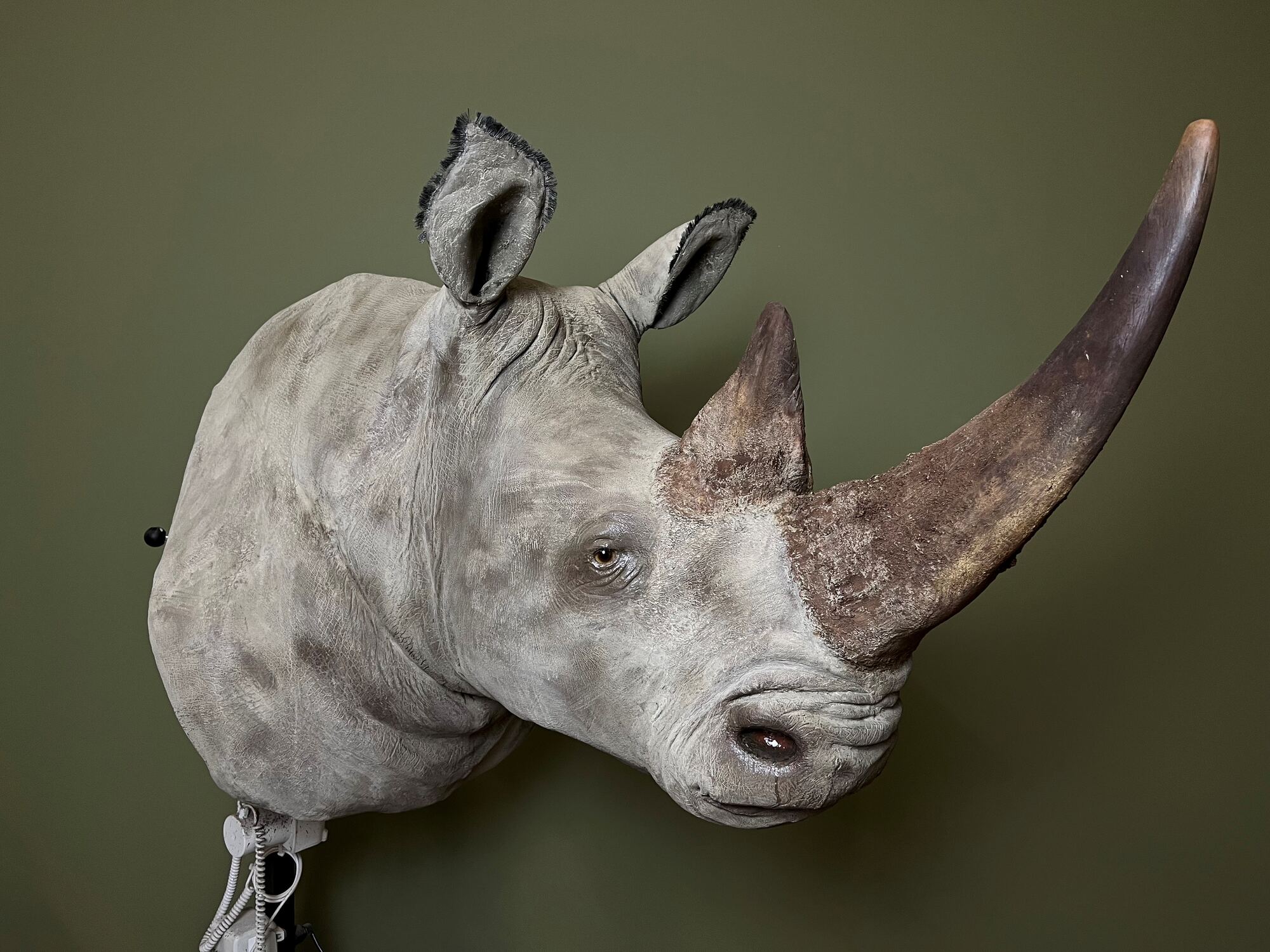Résultat de la restauration d’un rhinocéros
