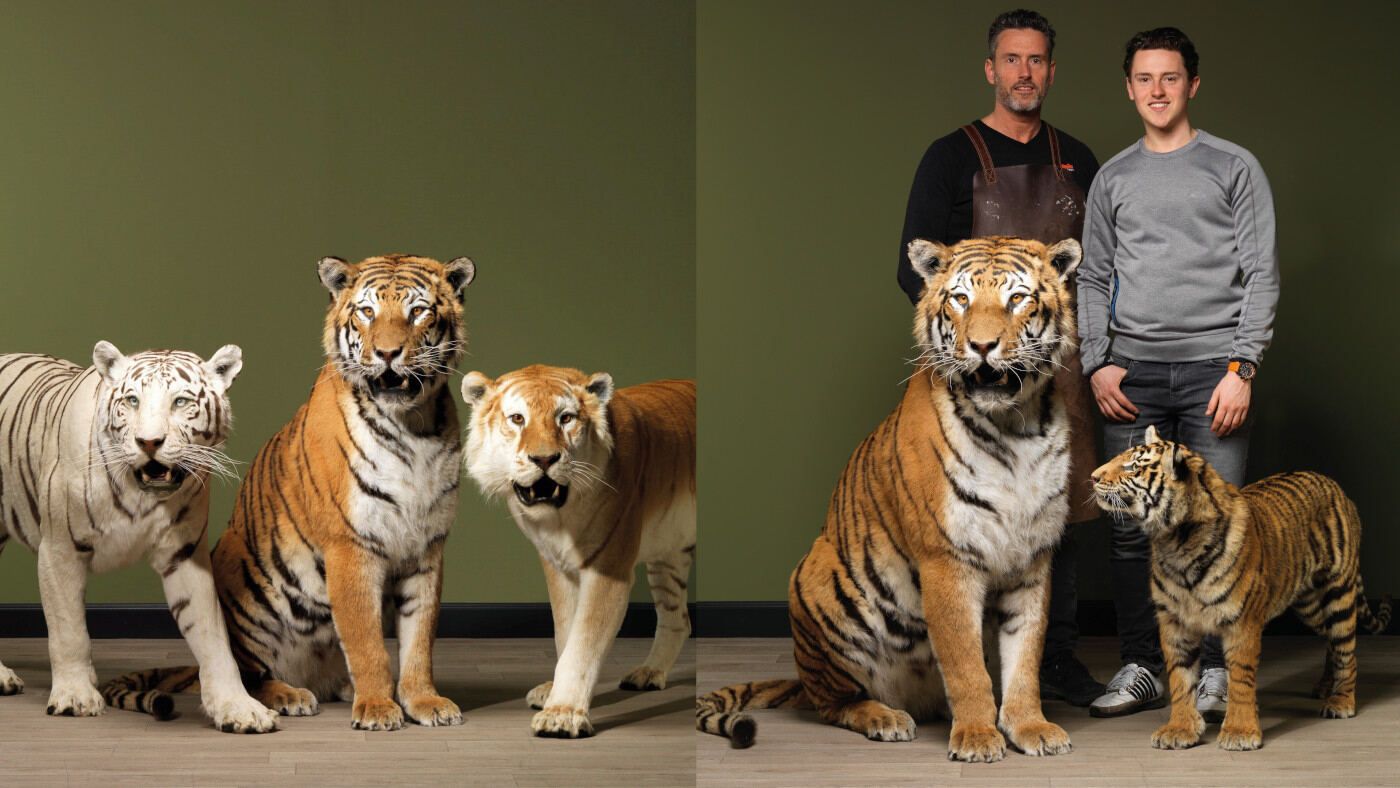 Tigres naturalisés By Max