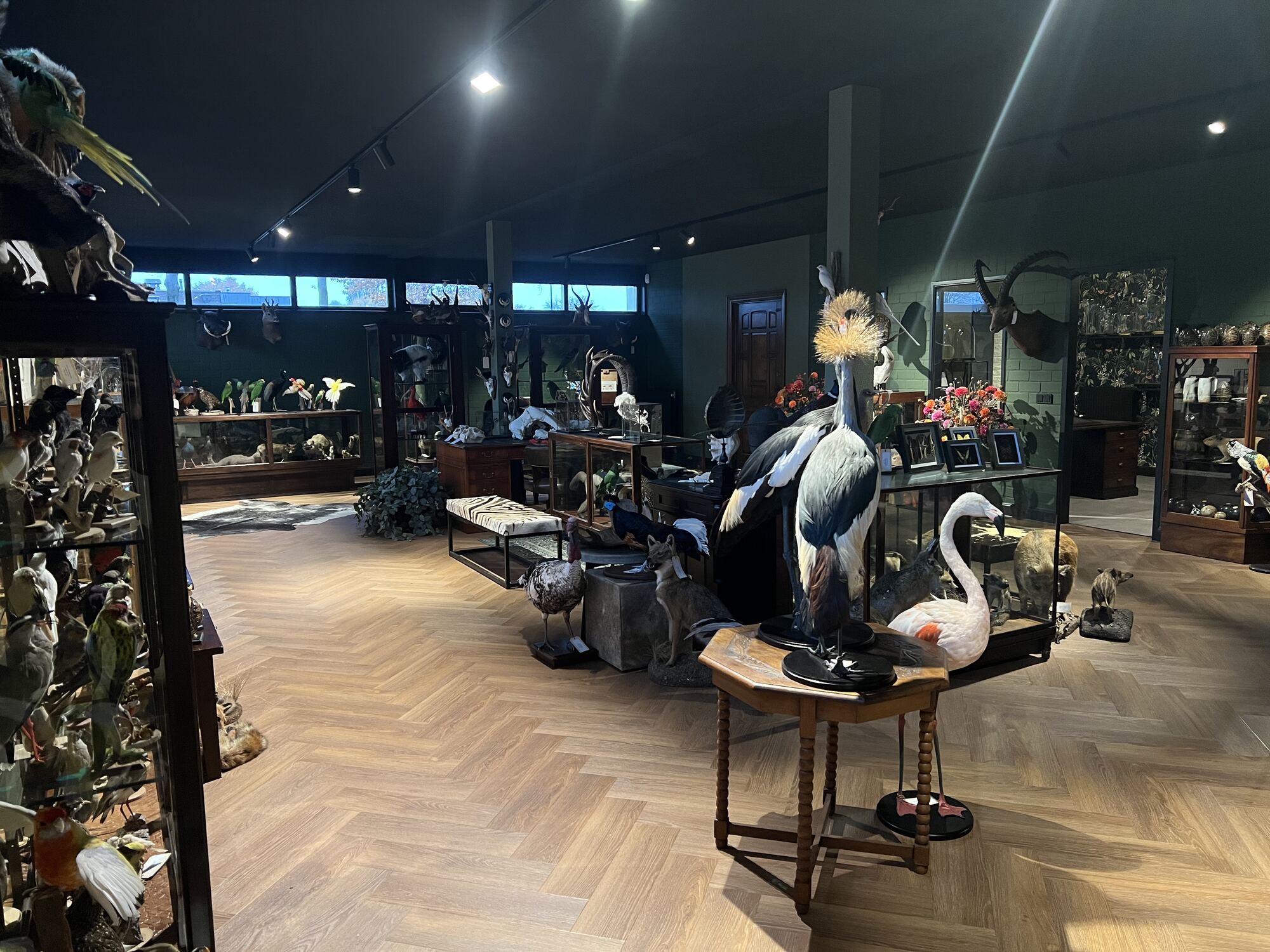 Showroom de By Max à Helmond avec des animaux naturalisés et des naturalia exceptionnels